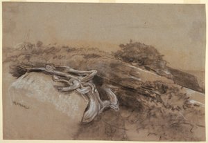 Studie av trerøtter, Prout