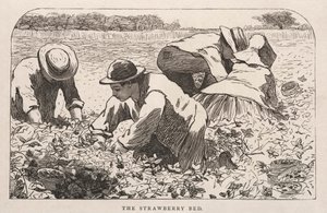 Jordbærsengen, 1868. av Winslow Homer