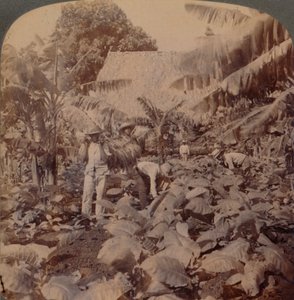 Cutting Tobacco - En typisk plantasje - Provinsen Havana, Cuba, 1899