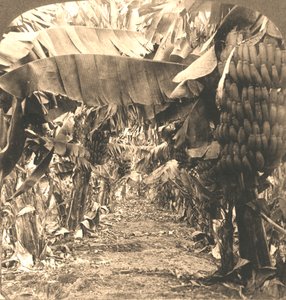 I hjertet av en bananplantasje, Hawaii-øyene, 1901. av Works and Sun Sculpture Studios