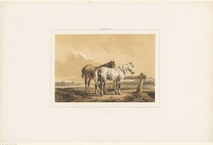 To hester i en eng nær et gjerde av Wouter  Verschuur