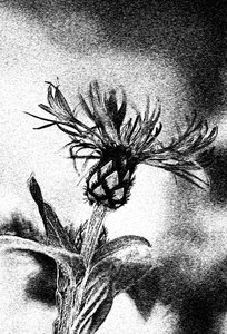 Delikat blomsterskisse av Ylva Sjögren