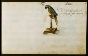 papegøye av Zacharias Wagner