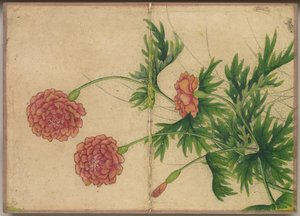 Desk Album: Flower and Bird Paintings Peony, 1700-tallet.