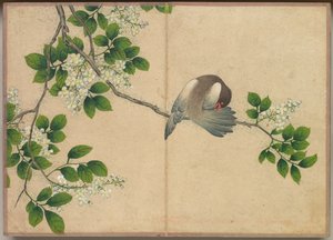 Desk Album: Flower and Bird Paintings Preening Bird, 1700-tallet.