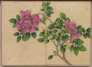 Desk Album: Flower and Bird Paintings Rose, 1700-tallet.