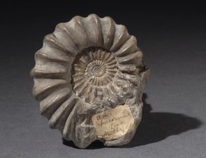 Ammonittfossil, omtrent 185 millioner år gammel (bilde)