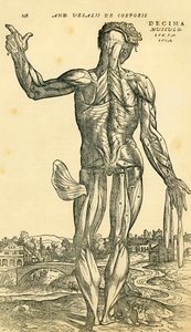 Baksiden av den mannlige menneskekroppen, en anatomisk studie opprinnelig publisert i De Humani Corporis Fabrica Libri Septem (om stoffet til menneskekroppen i syv bøker) av Andreas Vesalius, utgitt Basel av Ferdinand Georg Waldmuller