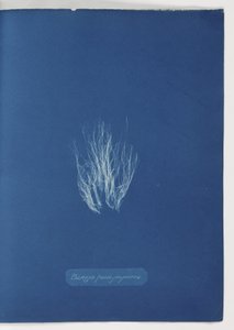 'Bangia fusco-purpurea' av Frederick (attr. to) Barnard