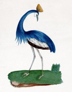 Crested hegre av . .