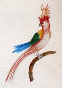 Crested parakitt av . .