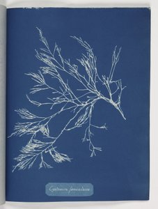 'Cystoseira foeniculacea' av Frederick (attr. to) Barnard