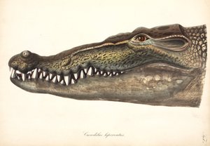 Estuarine eller saltvannskrokodille, Asia av John Pardon