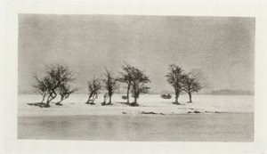 'Knisete tornetrær' av Frederick (attr. to) Barnard