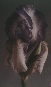"Iris germanique" (Iris germanica) av Frederick (attr. to) Barnard