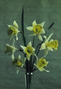 "Daffodils" (påskelilje - Golden Spur) av Frederick (attr. to) Barnard