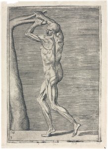 Muskler Anatomisk studie av mannlig muskulatur; mann som bryter en gren, ca 1555 av Frederick (attr. to) Barnard