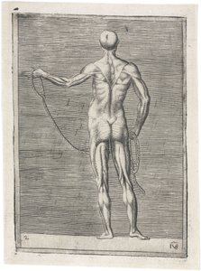 Muskler Anatomisk studie av mannlig muskulatur; mann som holder et tau, ca 1555 av Frederick (attr. to) Barnard
