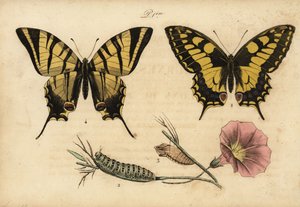 Old World swallowtail, Papillo machaon 1,2,3 og knapp swallowtail, Iphiclides podalirius 4 av John Pardon