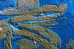 PMC Karbonfiber i epoksymatrise av Frederick (attr. to) Barnard