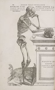 Skjeletter Et menneskelig leddskjelett sett fra siden av Frederick (attr. to) Barnard