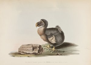 Dodo av John Pardon