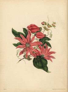 Racemosen Pasjonsblomst, Passiflora racemosa, Religiøs overtro av John Pardon