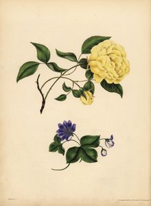 Den søtduftende China Rose, Rosa chinensis, Utroskap; Den blå Hepatica, Hepatica nobilis, Confidence av John Pardon