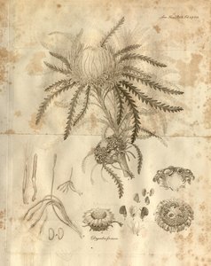 Dette er plate 3 fra bind 10 av Transactions of the Linnean Society of London, publisert i 1811. Planten som er avbildet er Dryandra formosa (nå Banksia formosa) av Various