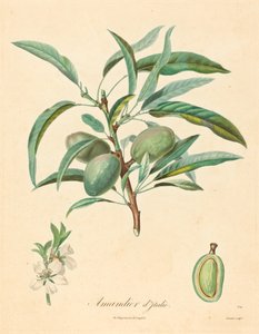 Mandeltre fra Italia av after A. Poiteau