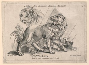 Studier av løver, plate 4 fra "Cahier des Desseins Diverse Animalaux"