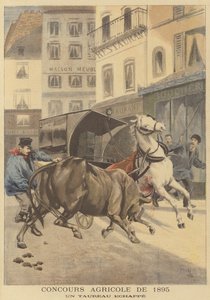 Landbruksutstilling av 1895. En rømt okse