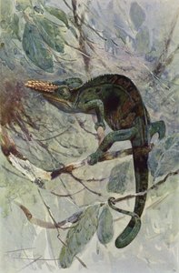 Afrikansk kameleon av after Wilhelm Kuhnert