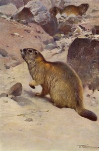 Alpine murmeldyr av after Wilhelm Kuhnert