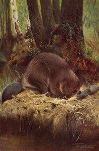 Bever av after Wilhelm Kuhnert