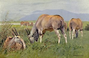 Eland av after Wilhelm Kuhnert