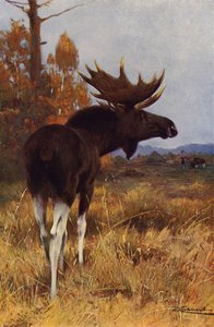 Elg eller elg av after Wilhelm Kuhnert