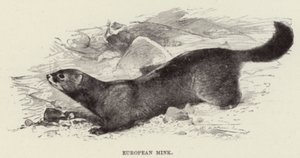 Europeisk mink av after Wilhelm Kuhnert