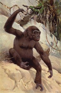 Gorilla av after Wilhelm Kuhnert