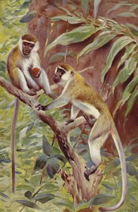 Grønn ape