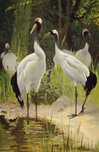 Manchurian Crane av after Wilhelm Kuhnert