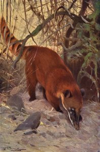 Rød Coati av after Wilhelm Kuhnert