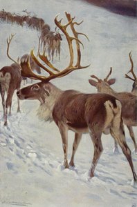 Skandinavisk reinsdyr av after Wilhelm Kuhnert