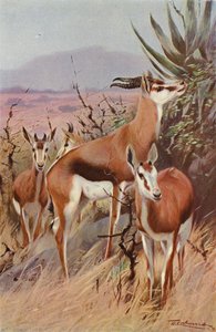 Springbok av after Wilhelm Kuhnert