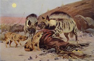 Stripete hyena og sjakal av after Wilhelm Kuhnert