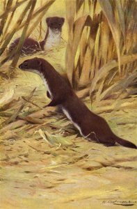Weasel av after Wilhelm Kuhnert