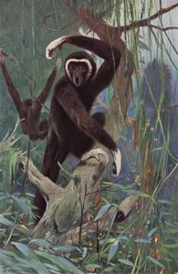 Hvithendt Gibbon