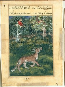 Eselet, i en tigers hud, avslører identiteten sin ved å skravle høyt, fra en Tuti-nama (Tales of a Parrot): Thirty-first Night av attributed to Basavana