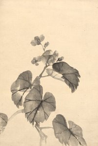 Gren av Begonia i blomst av attributed to Kono Bairei