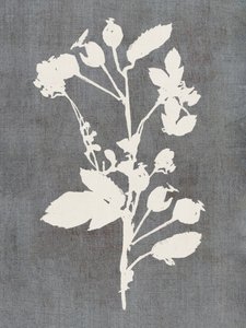 Botanisk rosesilhuett av cartissi